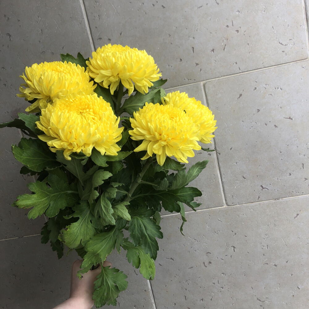 Хризантемы