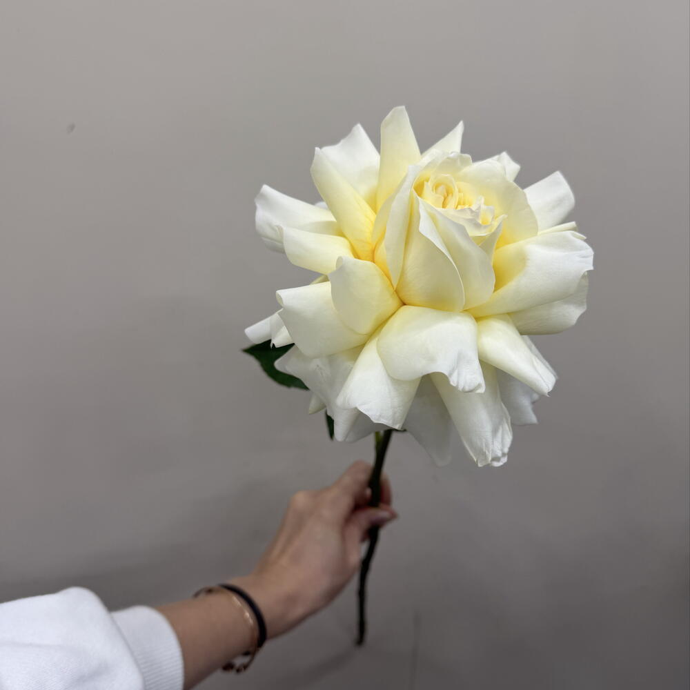 Роза Кэндилайт