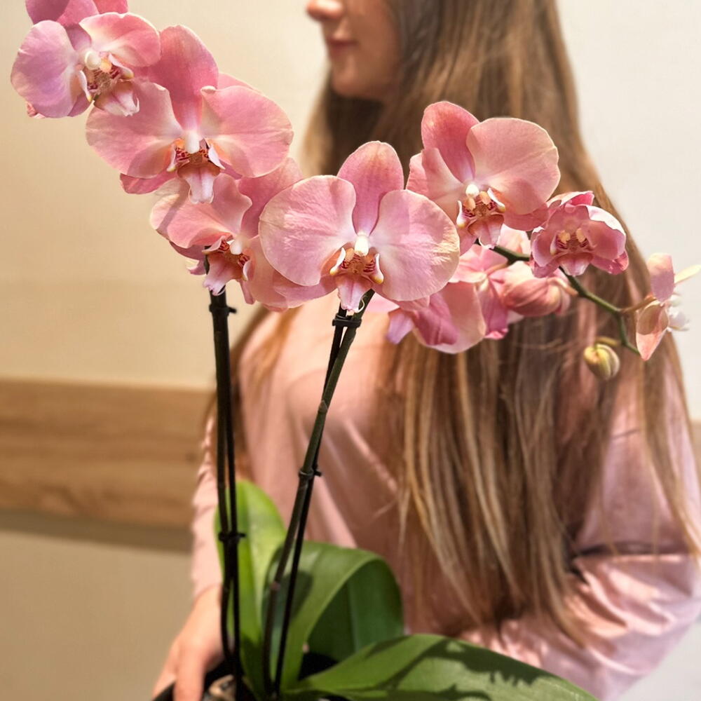 Фаленопсис pure