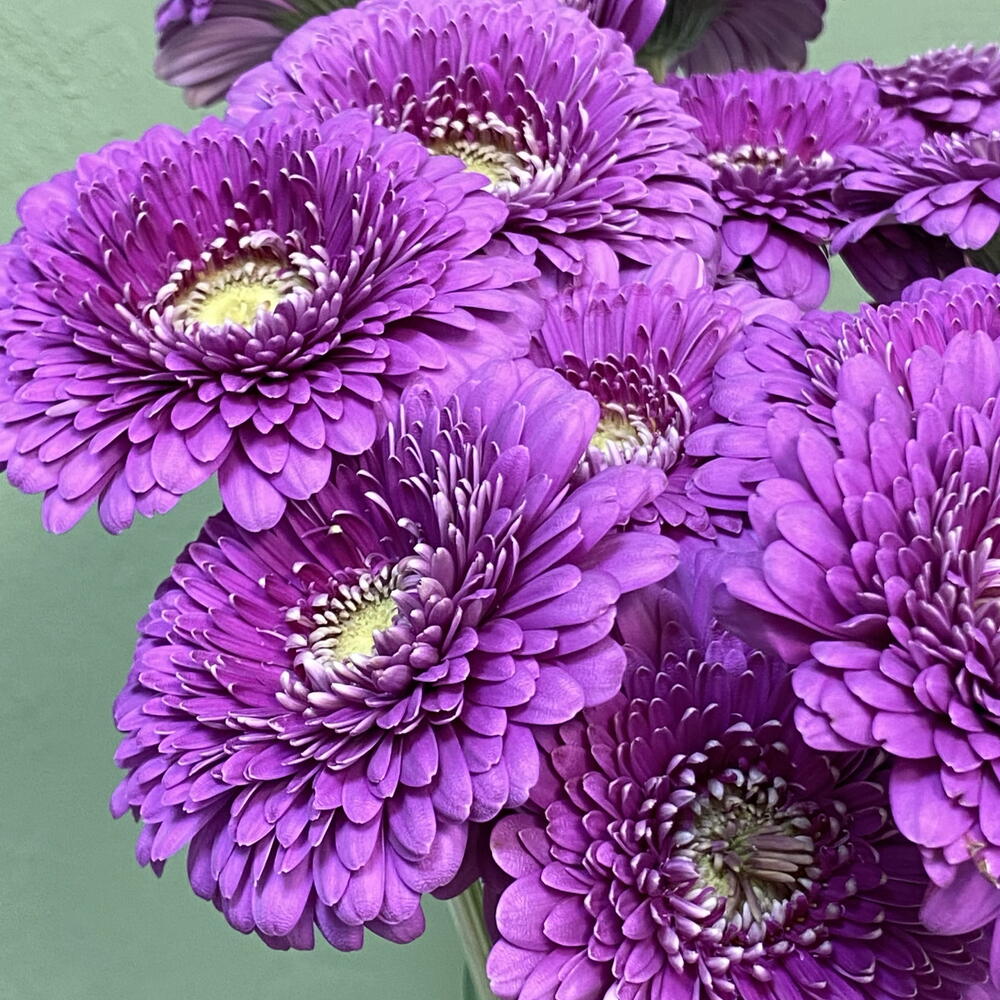 Гербера Снутти доус