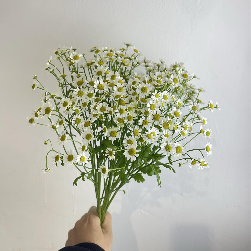 Танацетум 7