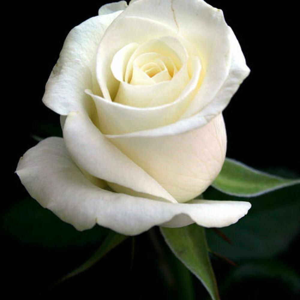 Одна белая роза