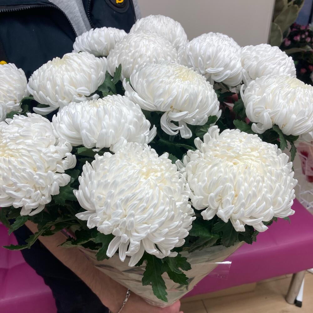 15 хризантем