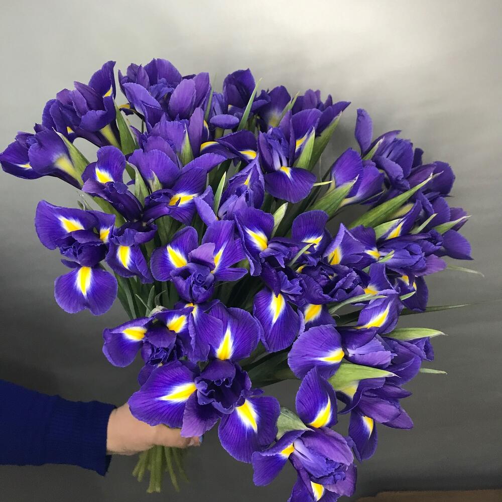 Ирис фиолетовый 💜