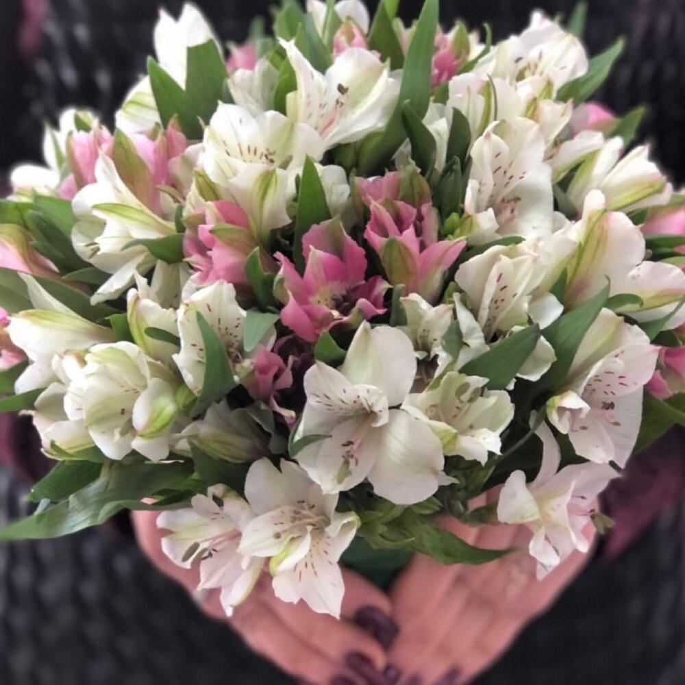 Букетик из 9 Альстрамерии, Цветы и подарки Тюмень, Тюменская область ...