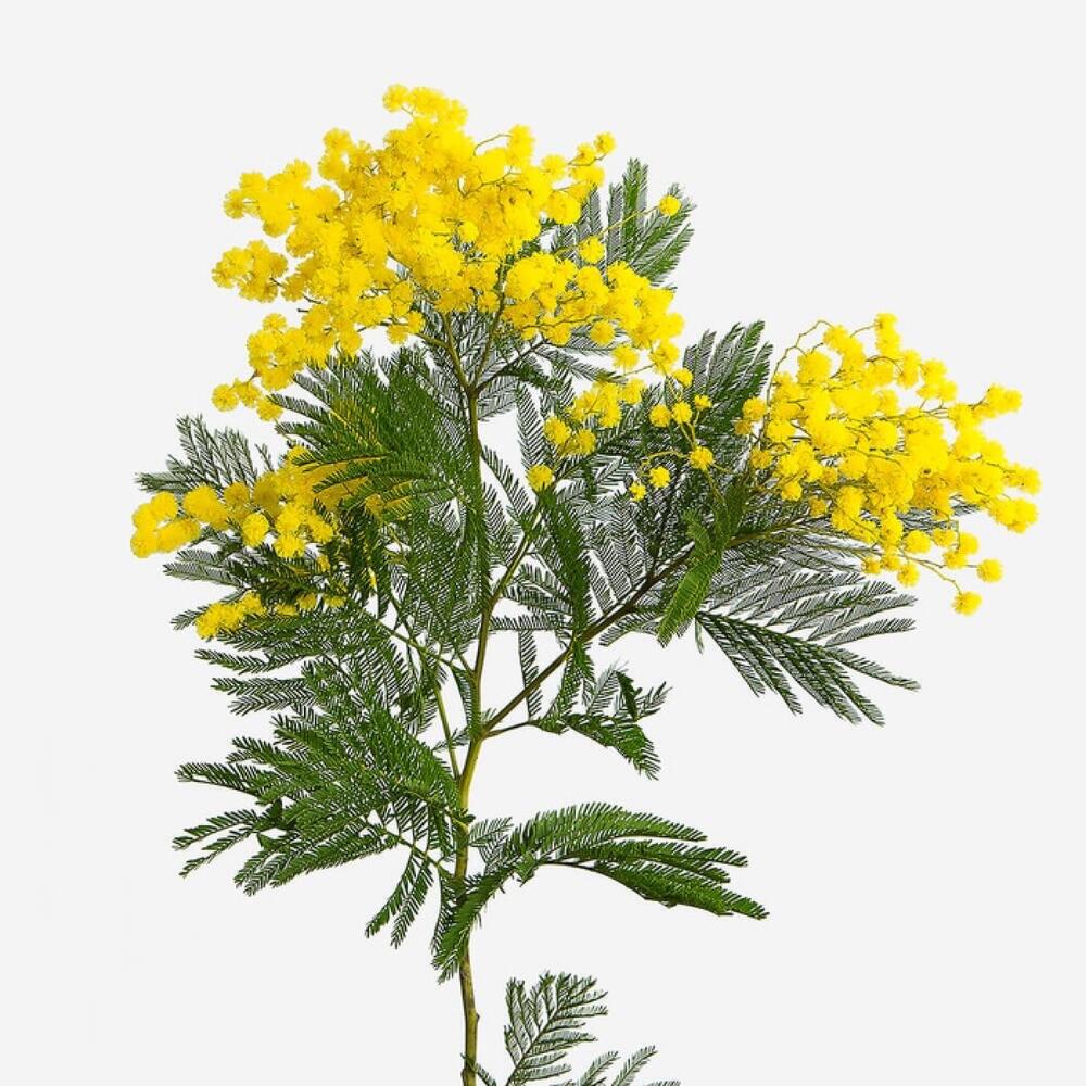 Мимоза