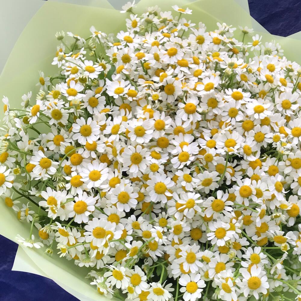 Ромашки 25 шт