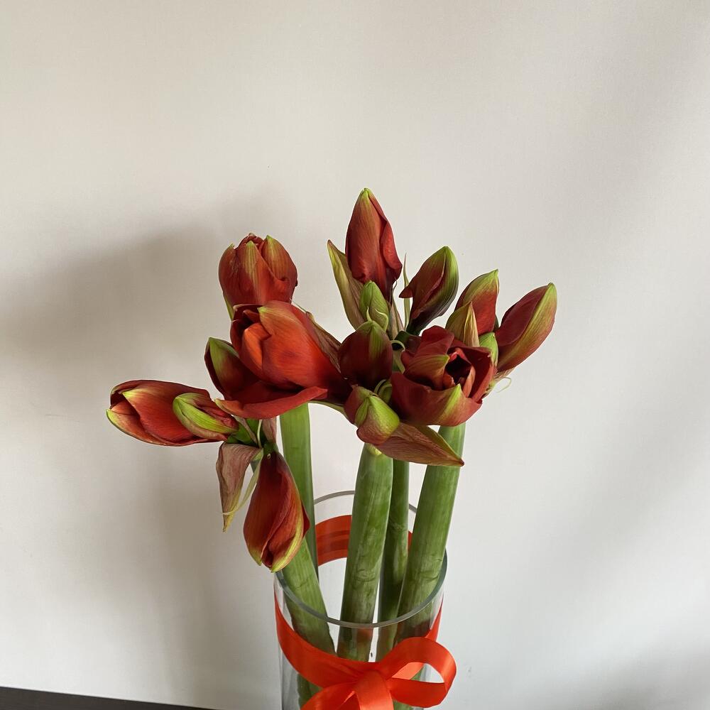 5 амариллисов в вазе