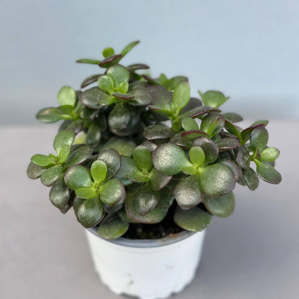 Крассула (CRASSULA OVATA 10/25)
