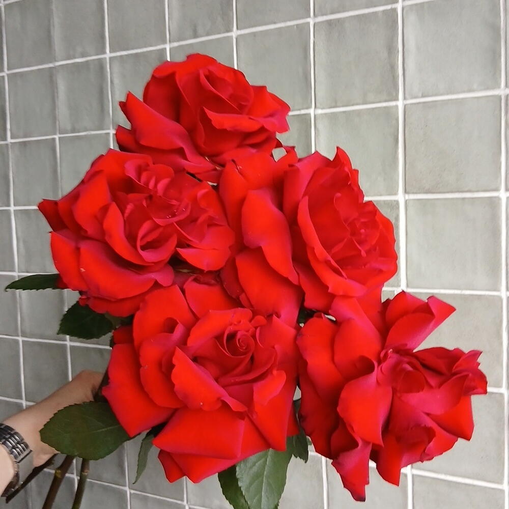 Монобукет из французских красных роз