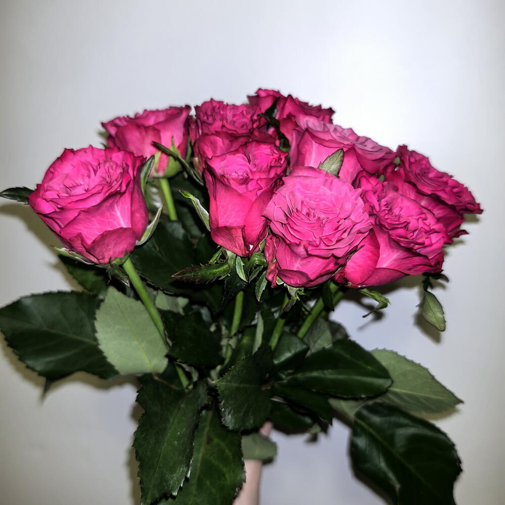 Букет из 9 кучерявых роз 🌹🌹🌹