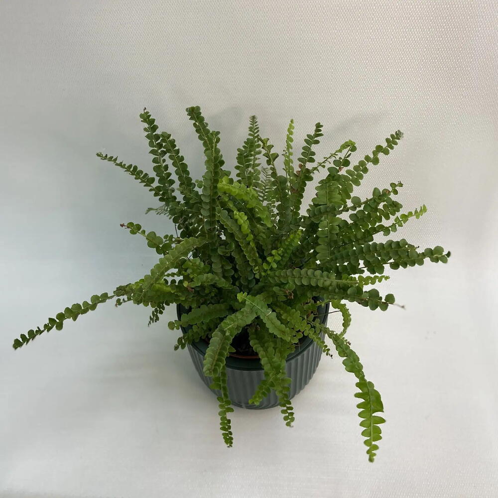 Нефролепис /Nephrolepis