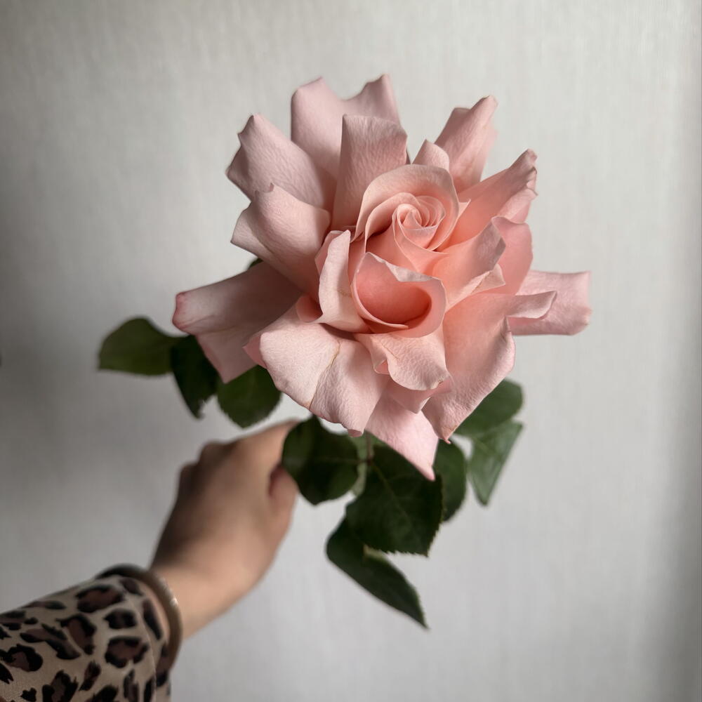 Французская роза