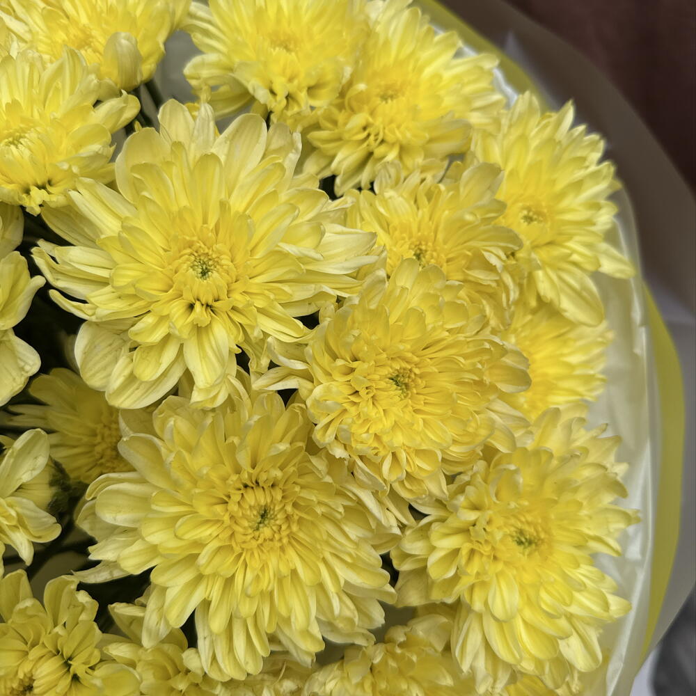 Букет из желтых хризантем 💐💛