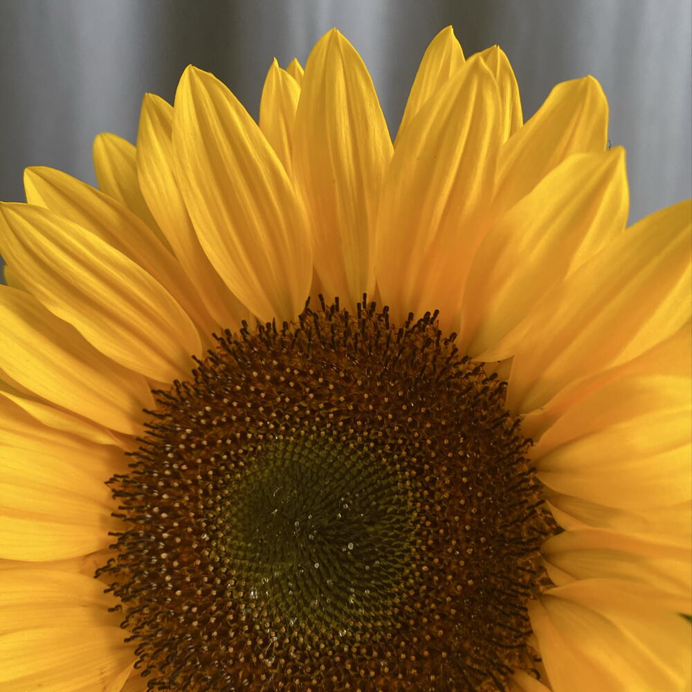 Подсолнух | быстрая доставка цветов Санкт-Петербург | цветы Василеостровский остров