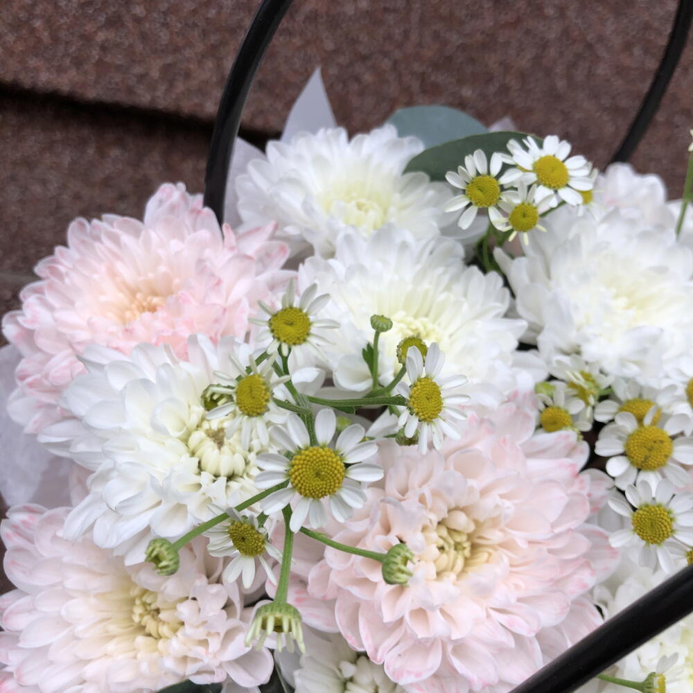 Лучик ромашки 🌼