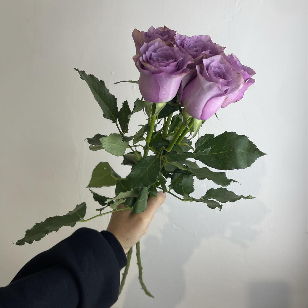 Розы фиолетовые 💜 5