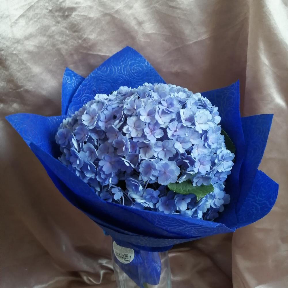 Obloko Hortensia