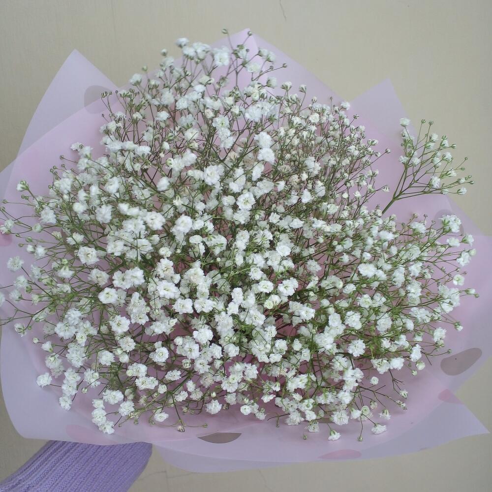 Nube de gypsophila