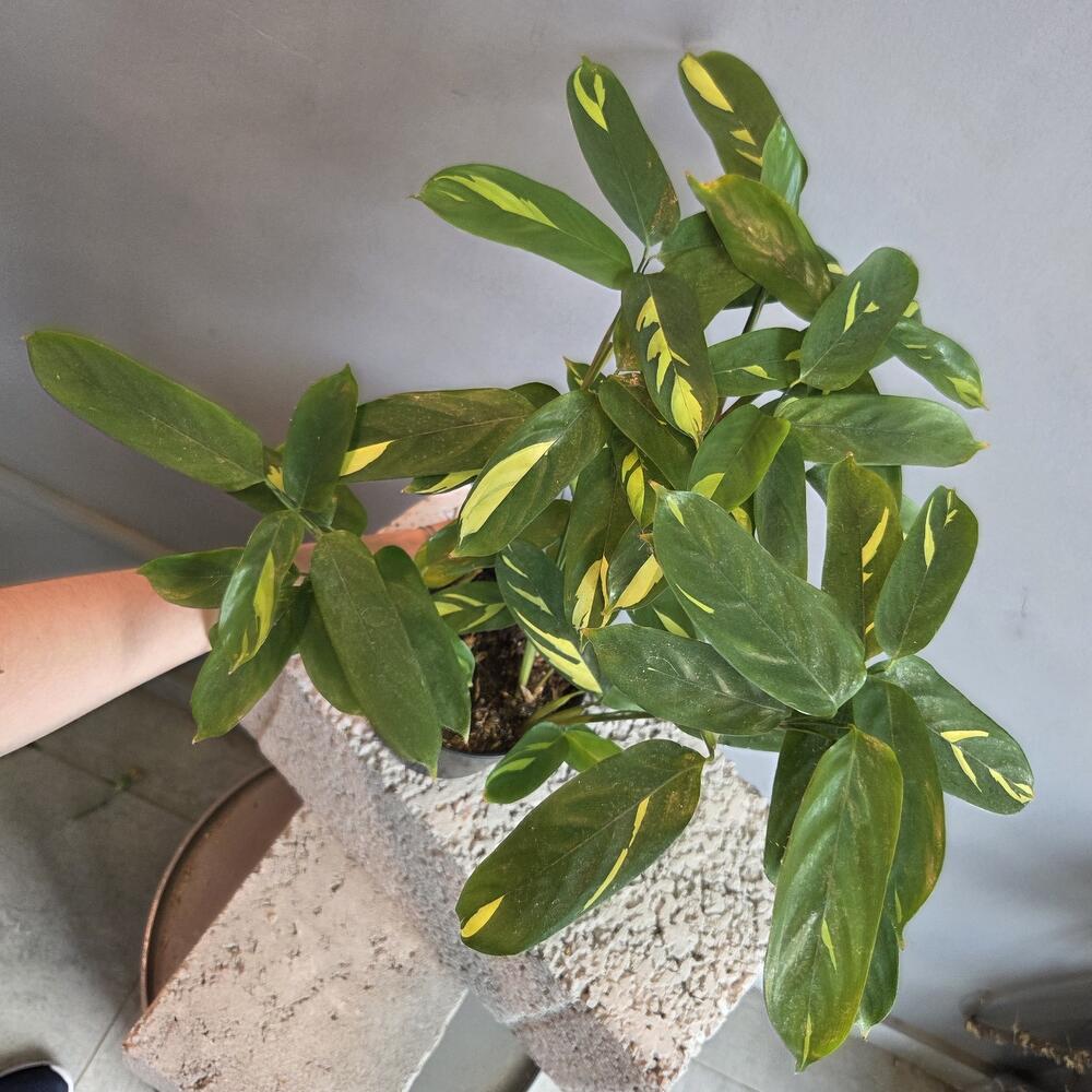 Ктенанта  Lubbersiana