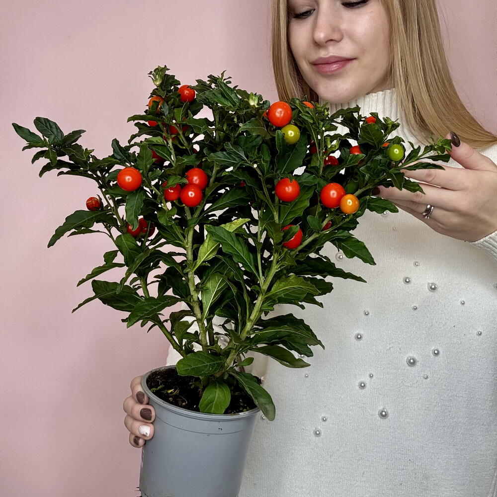 Солянум