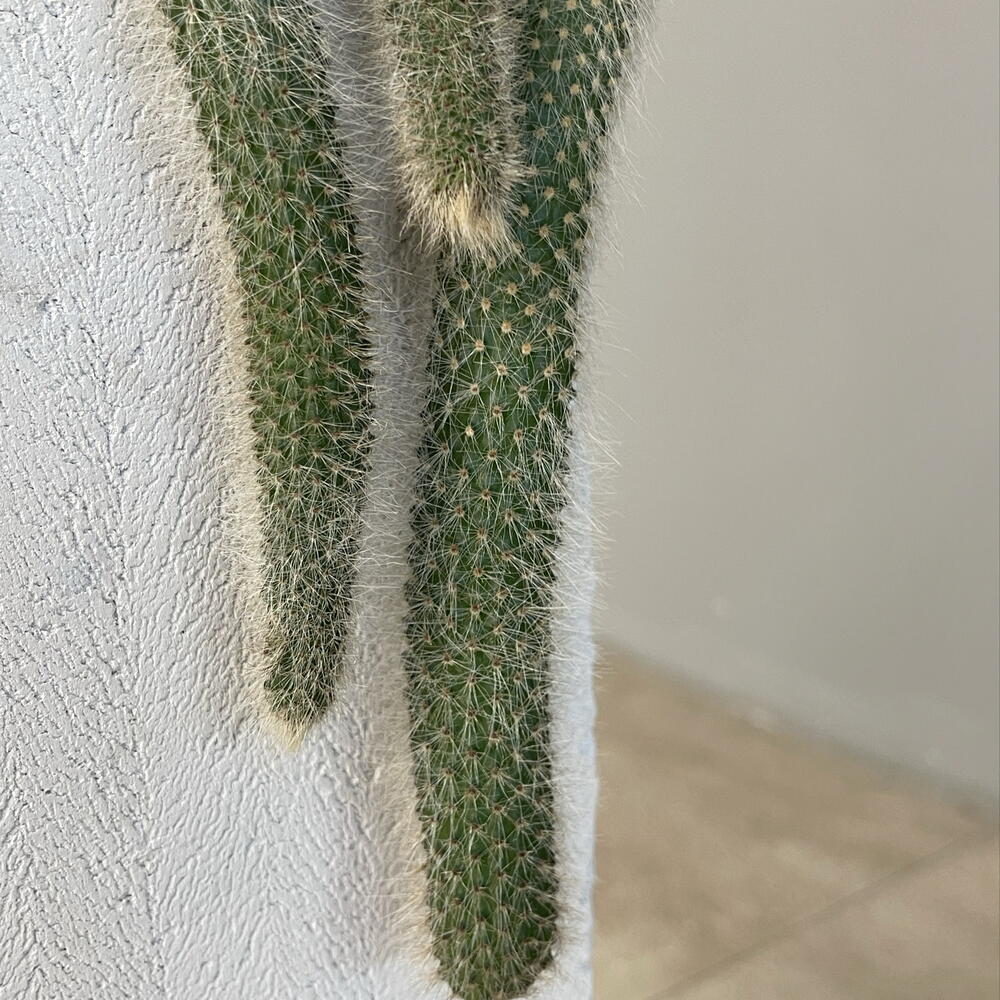 HILDEWINTERA COLADEMONIONIS  CACTUS редкий ампельный экзотический кактус «обезьяний хвост», ценится за обильное цветение
