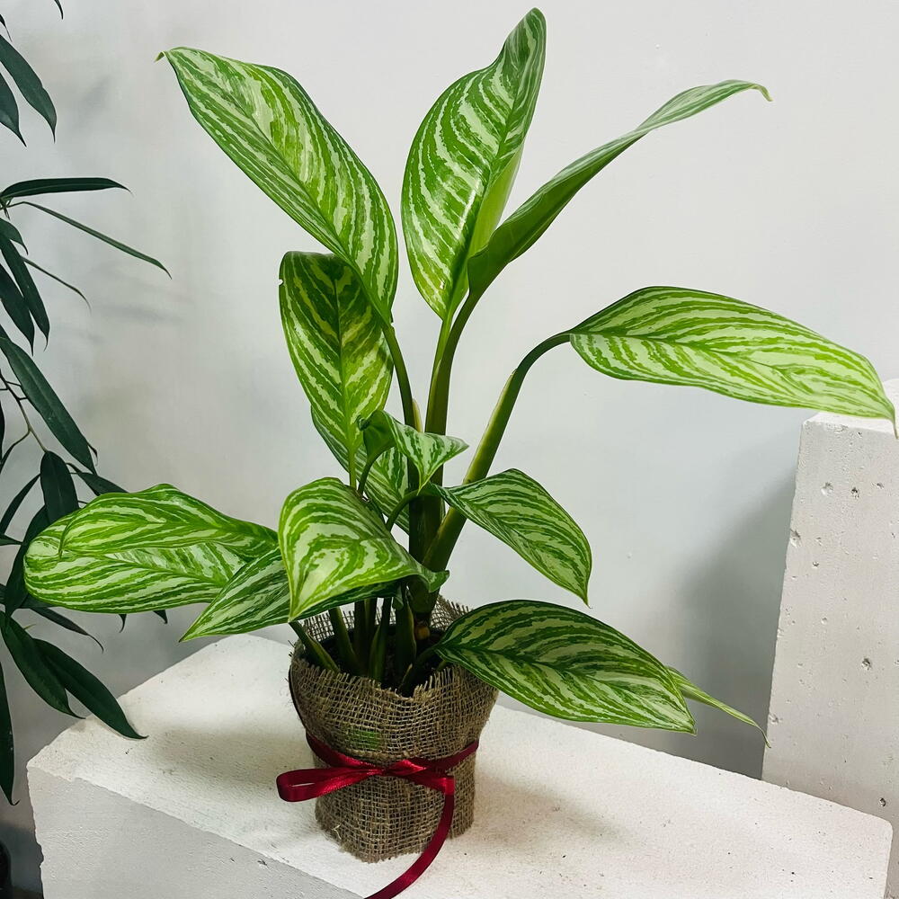 Аглаонема Страйпс (Aglaonema Stripes) — декоративно-лиственное комнатное растение