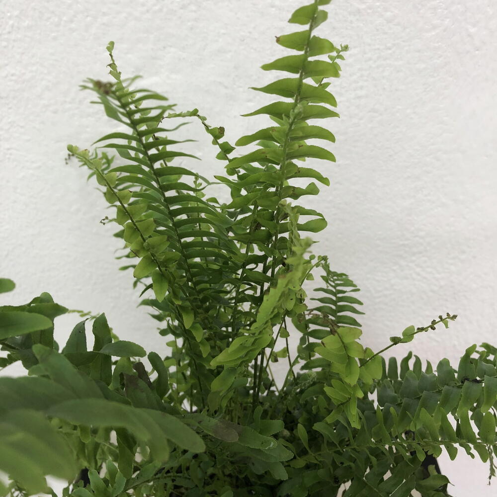 Папоротник- Нефролепис Green Lady