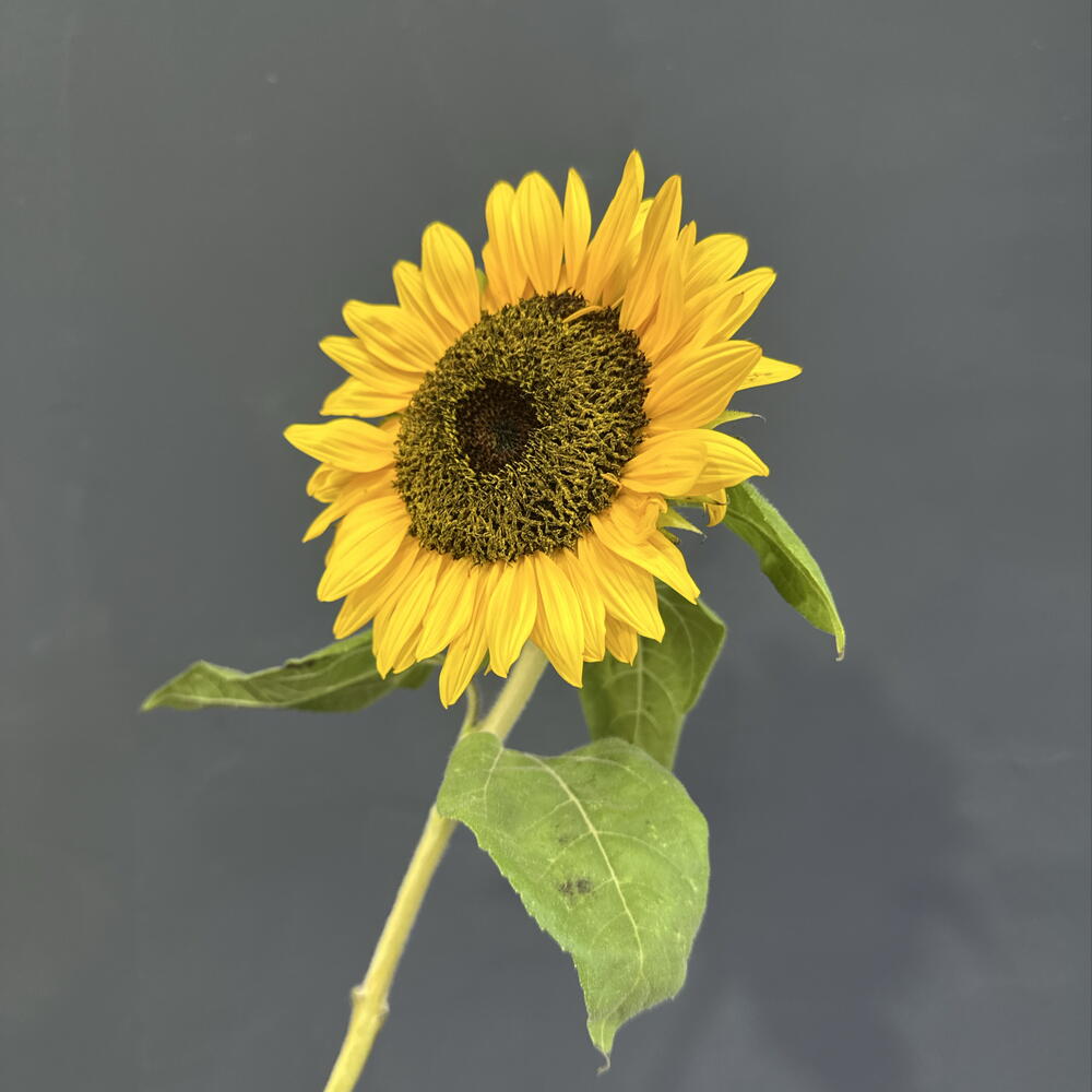 🌻 подсолнух