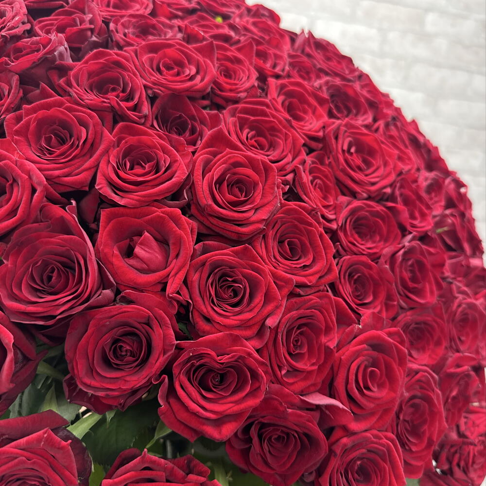 101 красная роза 🌹♥️️♥️