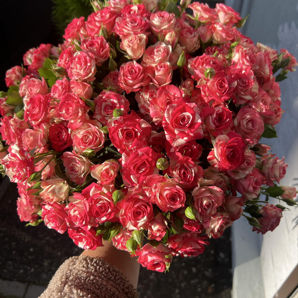 Моно из 21 кустовой розы 🌹