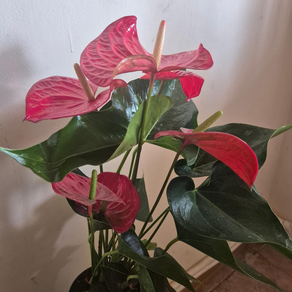 Анториума красная