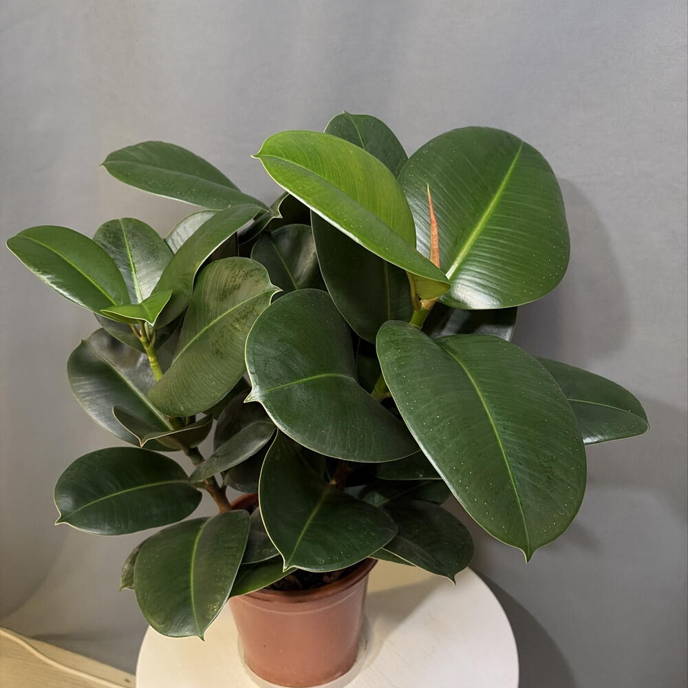 Фикус elastika Robusta