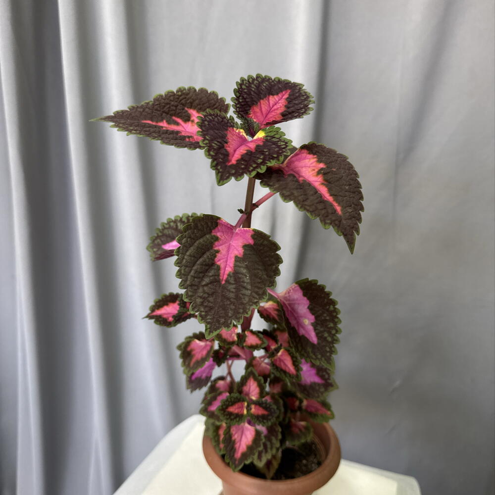 Coleus