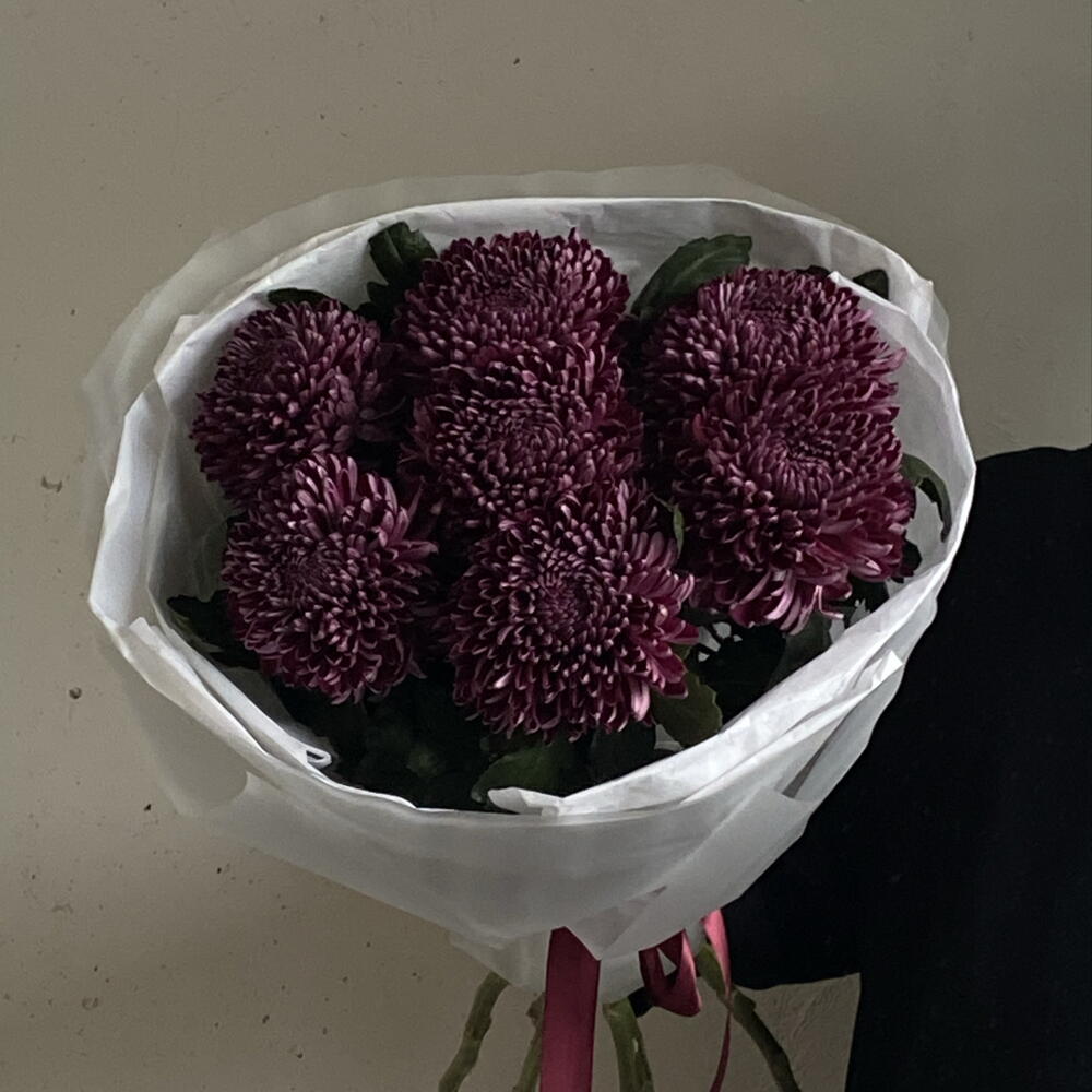 Сезонные хризантемы сорта «Бигуди» в винном оттенке в упаковке 🍇 7
