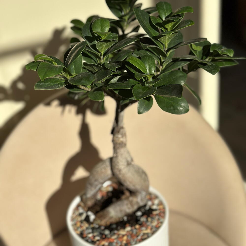Фикус Генсенг в кашпо🌿