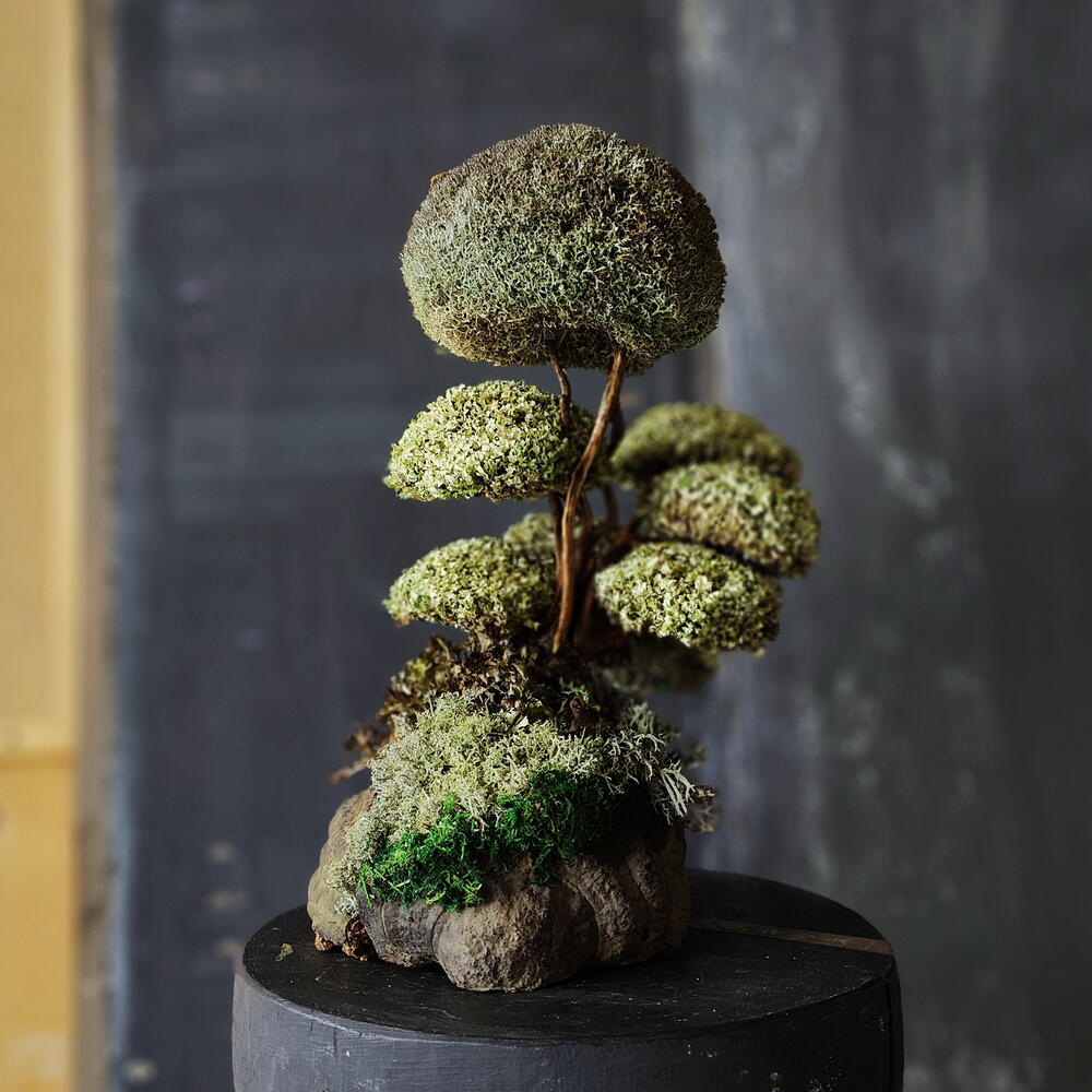 TAMYR — a tree that is given instead of flowers