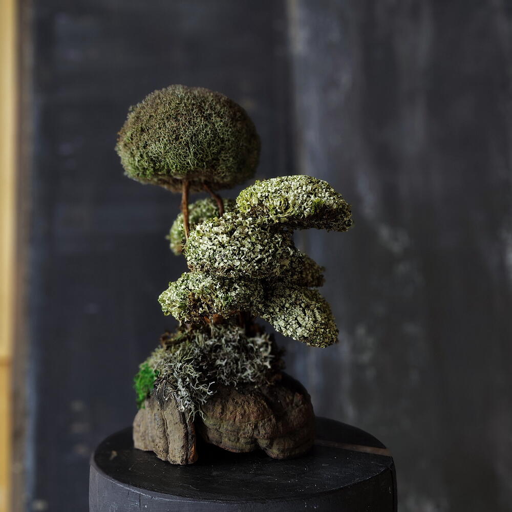 TAMYR — a tree that is given instead of flowers