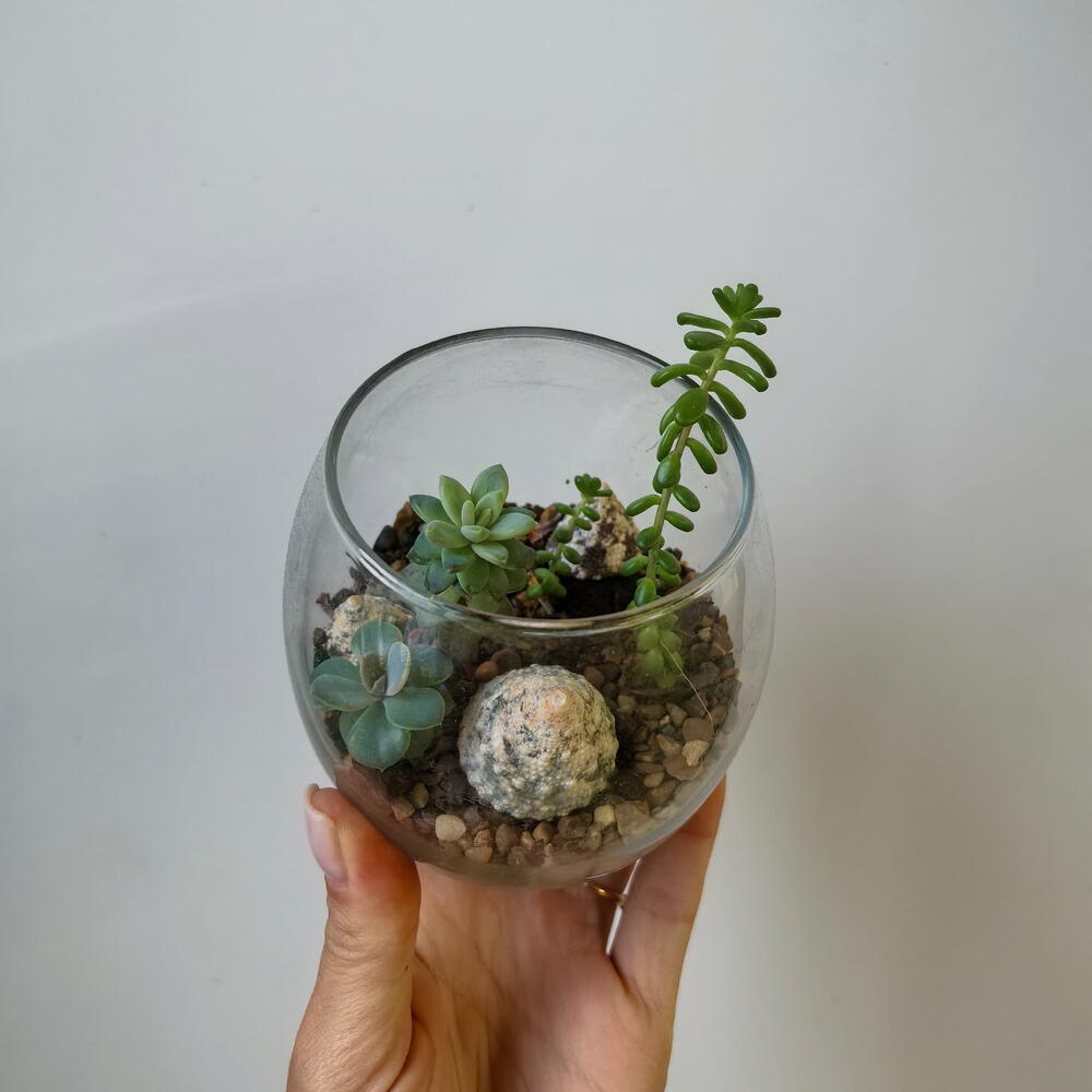 Florarium