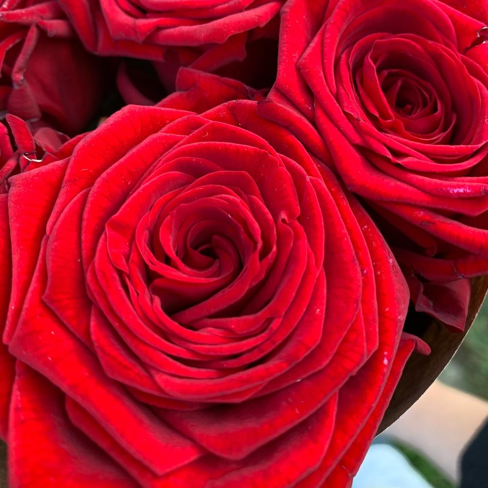 🌹Розы ред Наоми🌹