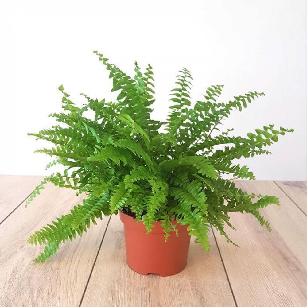 Папоротник Нефролепис Блю Белл (Nephrolepis Blue Bell) D8,5см, Живые ...