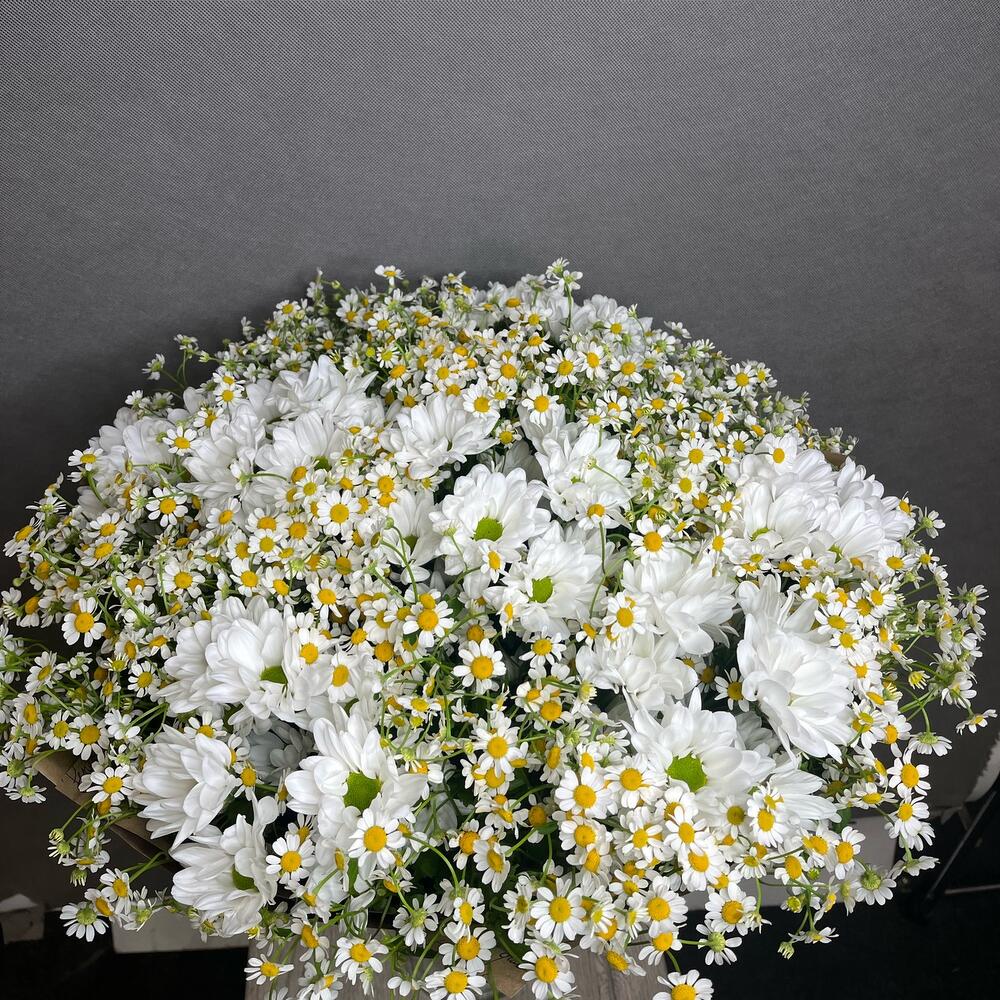 Ромашки