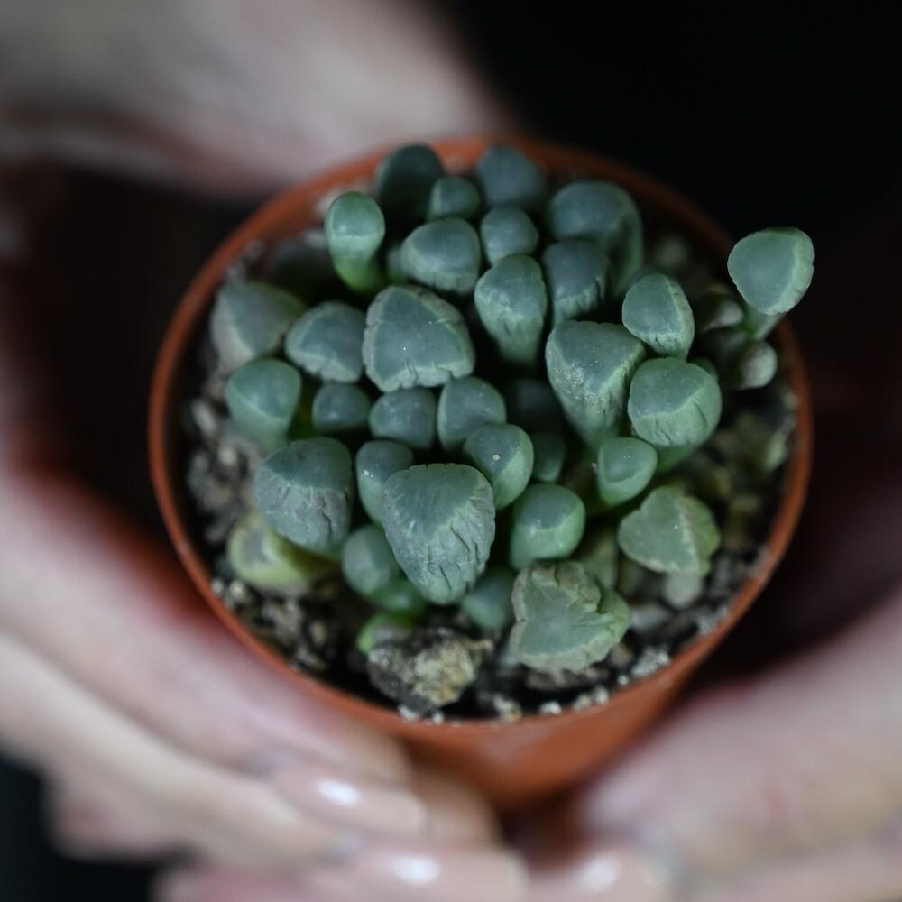 Суккулент