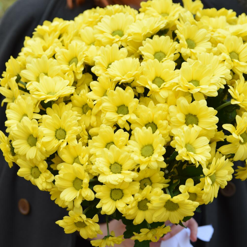 Bouquet of 7 yellow chrysanthemums