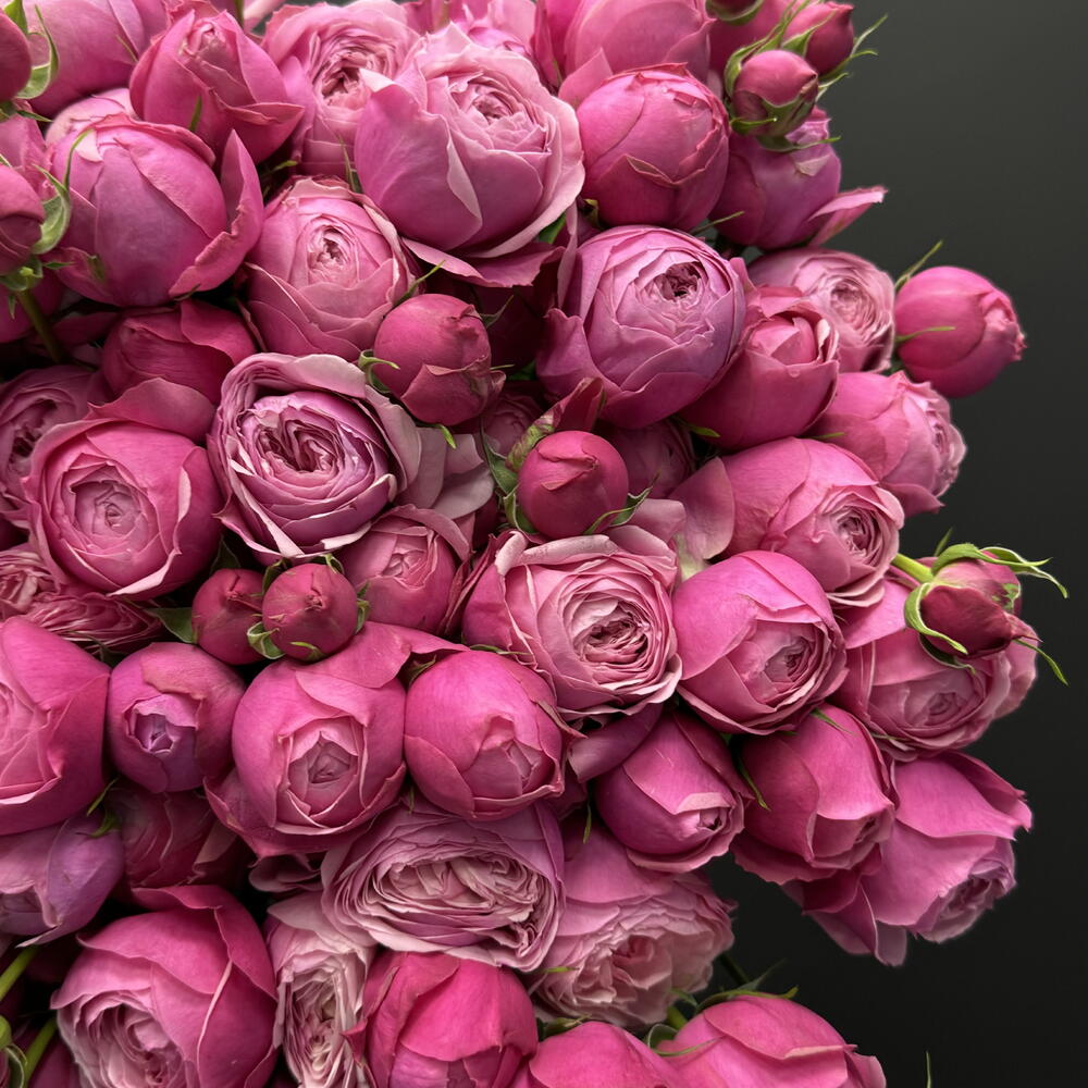 Кустовые розы Silva Pink