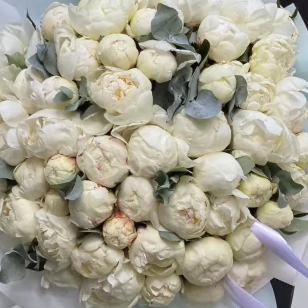 ПИОНОМАНИЯ 🤍51 белый пион 😍Белые пионы