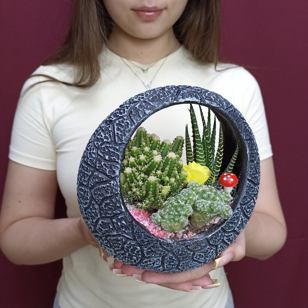Кактус микс композиция