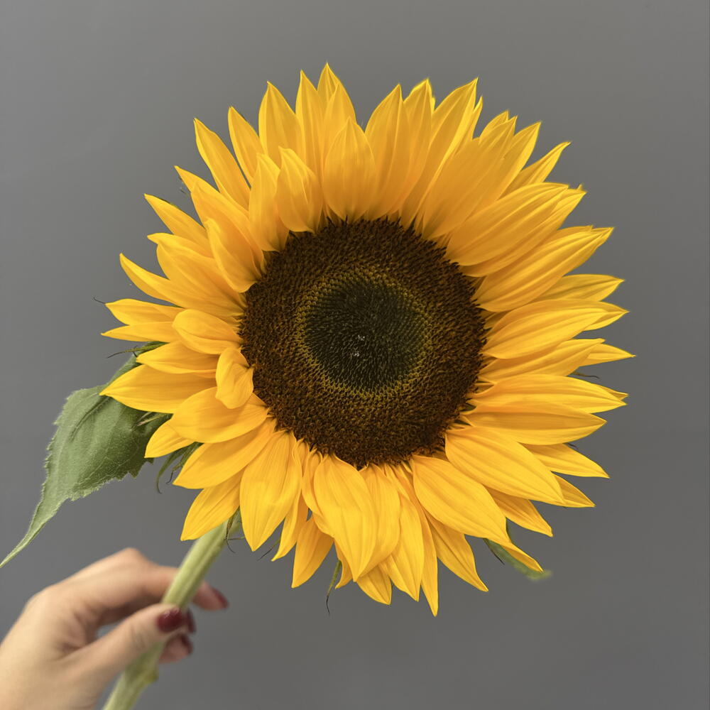 Подсолнух 🌻