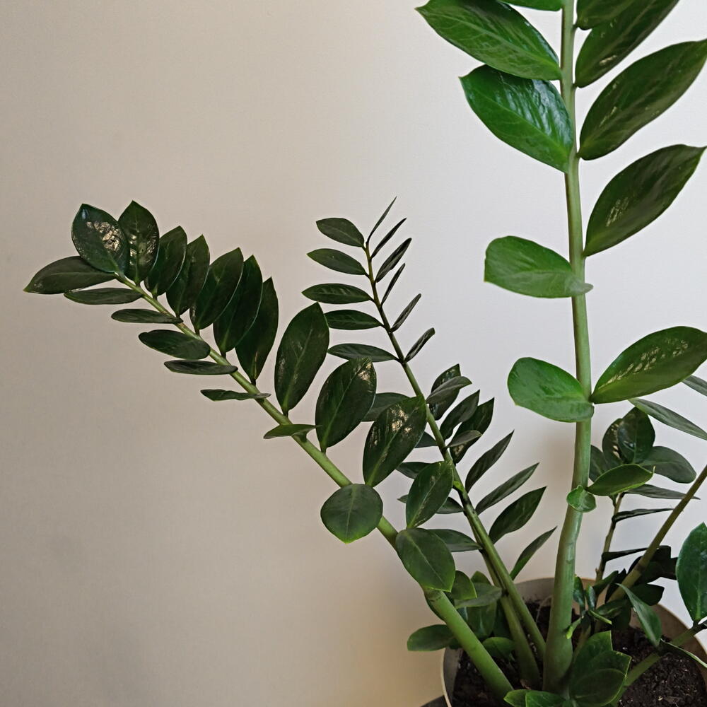 Замиокулькас 🌱