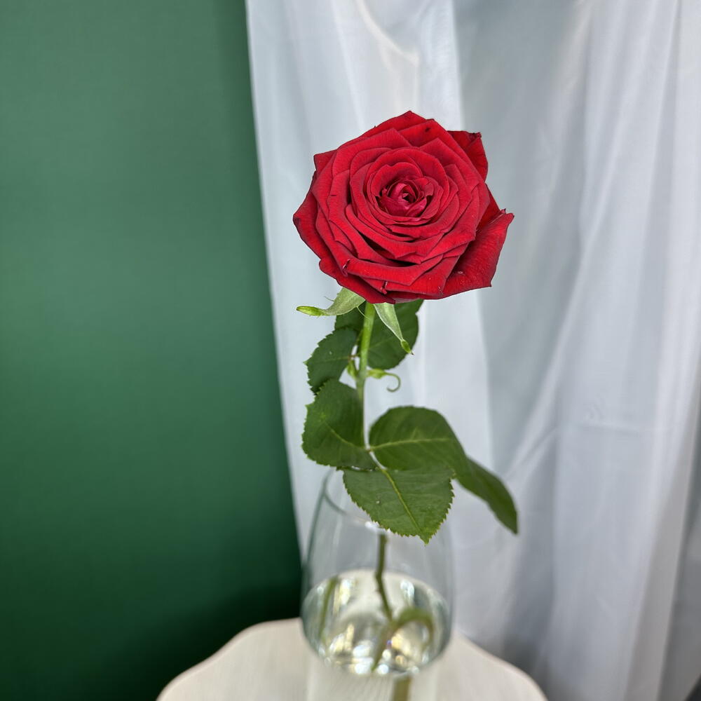 Роза 🌹 ♥️♥️🥰♥️